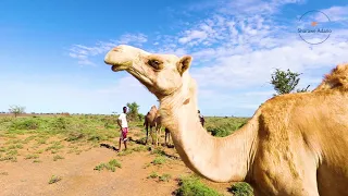 Gabra Forr During Rainy Season 