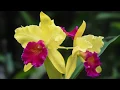 Download Lagu Growing and Repotting Cattleya Orchids