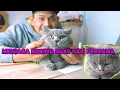 Lagu Bagaimana menjaga kucing buat kali pertama?