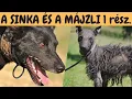 Lagu SINKA és MÁJZLI (a magyar kopasz kutya, vagy kopasz puli)! Beszélgetés Czéher Györggyel!  DogCast TV