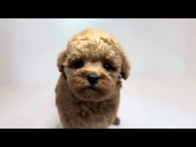 動画