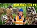 Birds of Prey with Handyman Hal Falcons Hawks and Owls