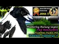 Download Lagu Masteran Burung Luar Negeri Suara Jernih - Suara Burung Jagal  Pied Butcherbird