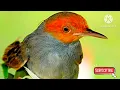 Download Lagu Suara Burung prenjak | Prenjak Gacor Full FIGHTER Bikin Prenjak Jadi Emosi Lawan #prenjakgacor