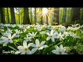Download Lagu Nomierinoša mūzika nerviem 🌿 Dziedinoša mūzika sirdij, asinsvadiem un relaksācijai