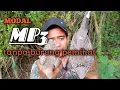 Download Lagu memikat perkutut dan terkukur menggunakan pulut tanpa burung pemikat