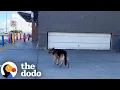 German Shepherd Waits 6 Hours Outside Walmart Until Someone Stops The Dodo