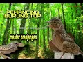 Download Lagu Mp3 Suara  Burung BRANJANGAN Gacor Rame Isian Istimewa, cara merawat Suara Burung Branjangan full
