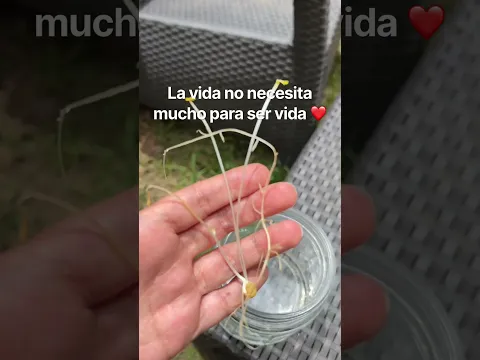 La vida no necesita mucho para ser vida ❤️