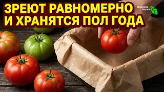 🔥 ТОМАТЫ ЛЕЖАТ ДО НОВОГО ГОДА! Вот почему дозаривать в темноте лучше (но есть нюанс)