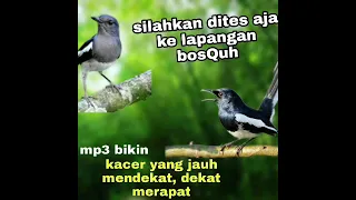 Download 🔴pikat kacer terbaik MP3