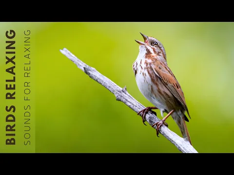 Download MP3 Birds Singing - Nature Sounds of Birds, Bird Song Sounds For Stress Relief, 11 Hour No Music