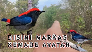 memikat burung kemade avatar