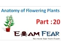Biology Anatomy of Flowering Plants part 20 Monocot leaf anatomy CBSE class 11 XI
