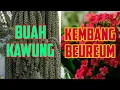 Download Lagu BUAH KAWUNG KEMBANG BEUREUM