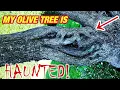 Bonsai care - Olive trees special Blue Sky Bonsai