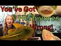 Lagu Why fishkeepers misunderstand herbivorous fishes. #aquarium #pleco #fishkeeper