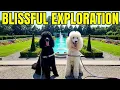 Poodles Benny Shimmer Explore Parkwood Historic Site in Oshawa