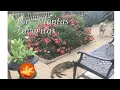 Mis Plantas Favoritas Coronas de Cristo Cocina Jalisciense