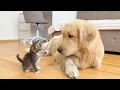 Download Lagu Funny Golden Retriever Reaction to Meeting with Tiny Kitten!