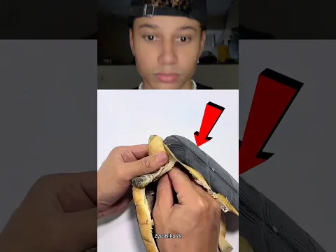Olha o que fizeram pra tartaruga depois que ela faleceu
