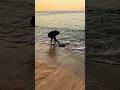Download Lagu Feb 2025🐟 Los Cabos Stingray Adventure | Unexpected Catch in Paradise