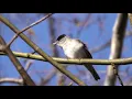Download Lagu Blackcap calling in North Wales (4K UHD)