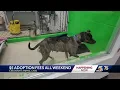 Cincinnati Animal Care lowers adoption fees to only 5 this weekend