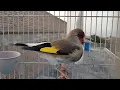 Gold finch singing | Himalayan gold finch high songs | Top bird sounds