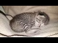 Kitten sleeping and twitching