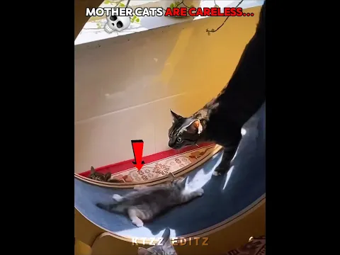 Mother Cats Are Careless 💀