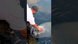 Trapped Manatee Begs for Help ❤️