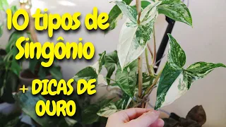 10 TIPOS DE SINGONIO I SYNGONIUM LINDA PLANTA DE SOMBRA PARA SUA CASA OU APARTAMENTO SINGÔNIO PLANTA