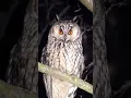 Download Lagu Burung hantu#burunghantu #shorts