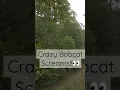 Crazy Bobcat Screams
