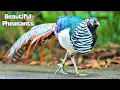 Download Lagu 10 Most Beautiful Pheasants on Planet Earth