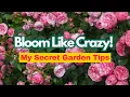 Download Lagu Hoe je rozen als een gek laat bloeien 🌹 Mijn geheime tuintips👌