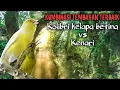 Download Lagu Masteran kombinasi TEMBAKAN TAJAM Kolibri kelapa betina vs Kenari