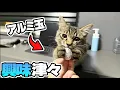 【速報】保護猫が\