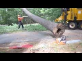 Amazing Tree Removal Pruning Mayer Tree Service in MA