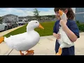 I took my duck to a Fan s House