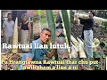 Download Lagu Eheu, Rawtuai hi a lian lutuk. Pu Hrangtawna te Rawtuai (Dragon Bamboo)