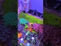 Download Lagu The Best 20g Nano Reef Tank In The World / MK Reefs