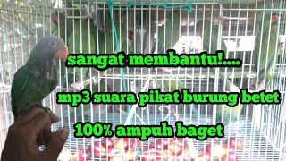 suara pikat burung betet di jamin ampuh buktikan sendiri
