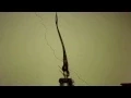 Download Lagu Sauromatum Venosum (Voodoo Lily) Inflorescence Time Lapse