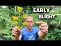 10 COMMON PROBLEMS When Growing Tomatoes and How to FIX THEM