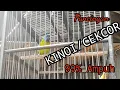 Download Lagu pancingan suara burung kinoi gacor ampuh langsung respons #masteran #kinoigacor