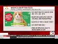 Amarillo Animal Management and Welfare waiving cat adoption fees for part of Dec