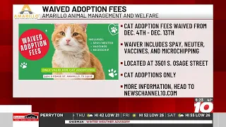 Amarillo Animal Management and Welfare waiving cat adoption fees for part of Dec