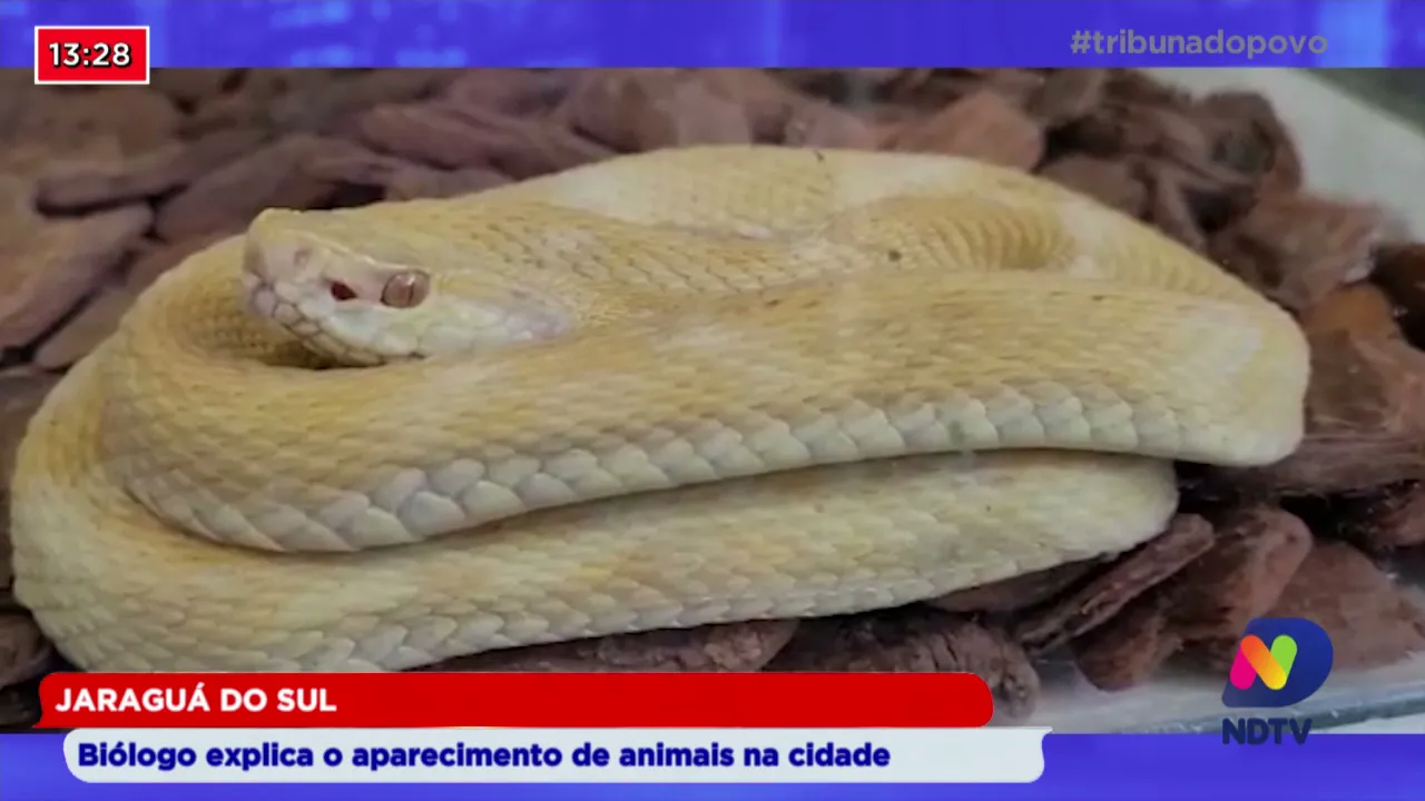 Jaraguá do Sul: Biólogo explica o aparecimento de animais na cidade